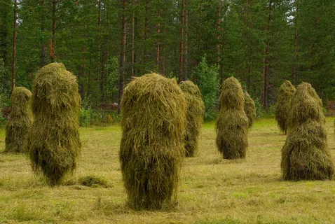 干草堆，繁殖，农场