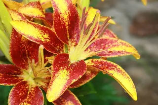 百合，花，禅宗，植物学，热带，植物