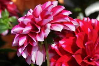 大丽花，花，性质，花园，美丽，植物