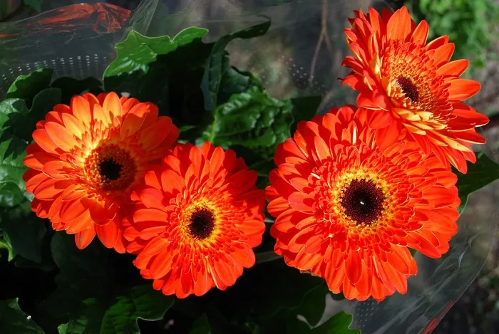 鲜花，花园，红色