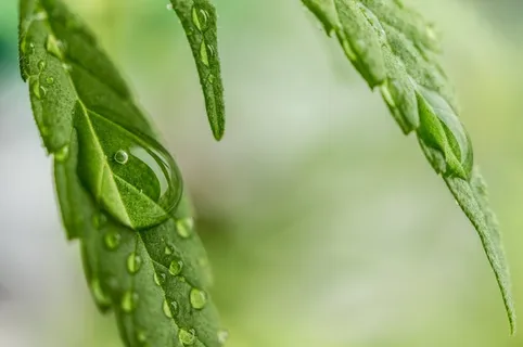 大麻,苜蓿,甘贾,大麻,医用大麻,露水 大麻,苜蓿,甘贾,大麻,医用大麻,露水