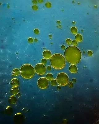 橄榄油，背景，艺术，宏，食品，橄榄