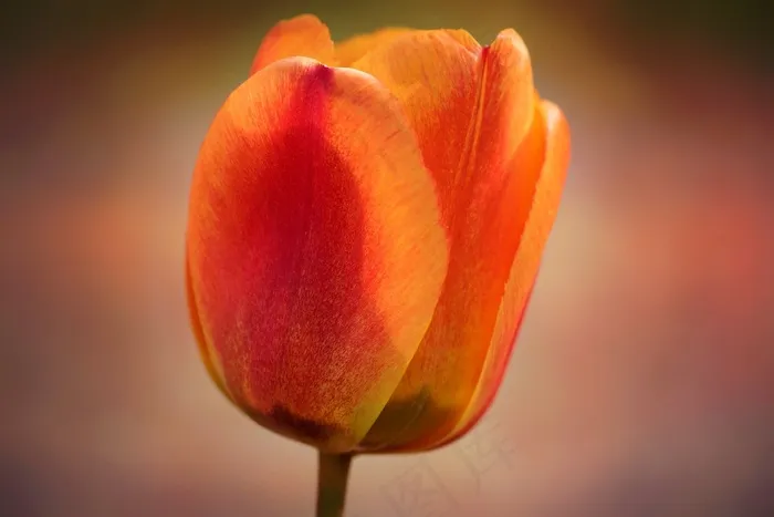 郁金香，花，开花，橙红色