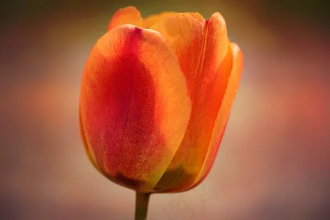 郁金香,花,开花,橙红色 郁金香,花,开花,橙红色