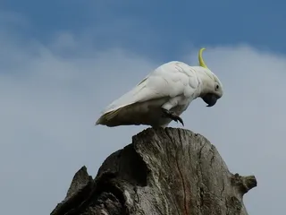 澳大利亚，悉尼，公园，鹦鹉，鸟，植物园