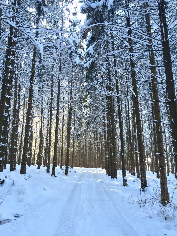 森林路径，森林，冬天，雪，林道