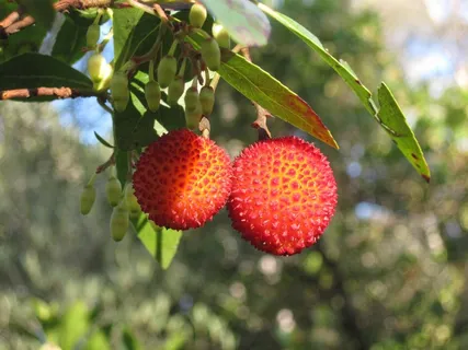 杨梅Unedo,草莓树,该隐苹果,水果 杨梅Unedo,草莓树,该隐苹果,水果