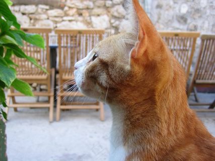 猫，宠物，动物，橙色