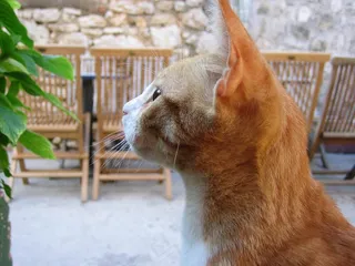 猫，宠物，动物，橙色