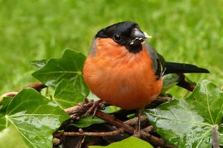 动物，鸟飞，红腹灰雀，雄性，金普尔，Pyrrhula，关闭