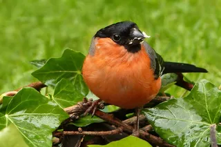 动物，鸟飞，红腹灰雀，雄性，金普尔，Pyrrhula，关闭