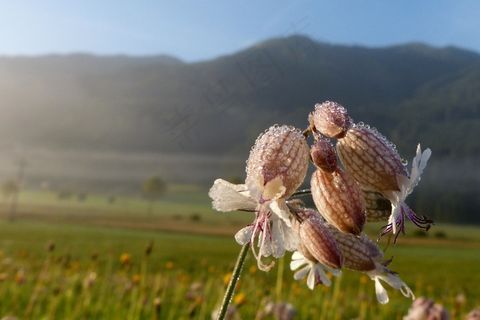 Taubenkropf Leimkraut，香草，Silene寻常