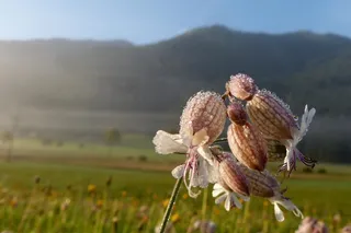 Taubenkropf Leimkraut，香草，Silene寻常