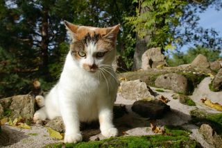 猫，自然，白色，阿迪达斯，可爱，宠物，小猫，毛皮