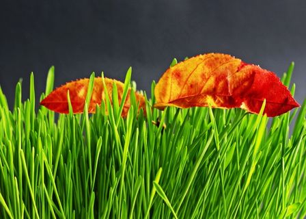 草，绿色，性质，植物，草地，草，叶子