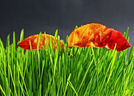 草，绿色，性质，植物，草地，草，叶子