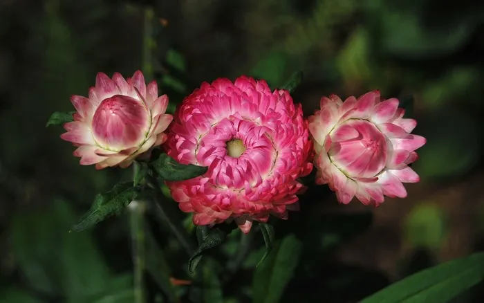 蜡菊，Strawflower，鲜花，粉红色，植物