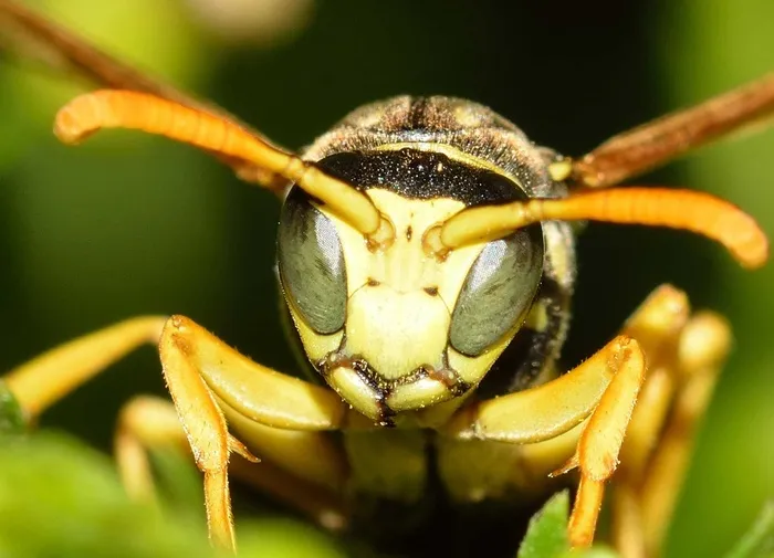 昆虫，膜翅目，黄蜂，Polistes