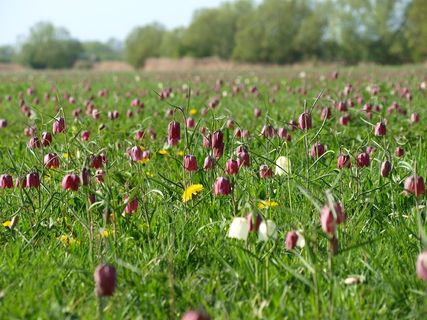 北草甸，rick，贝母，鲜花，稀有