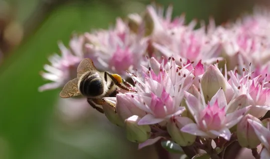 蜜蜂,景天,花粉,蜜蜂,夏末 蜜蜂,景天,花粉,蜜蜂,夏末