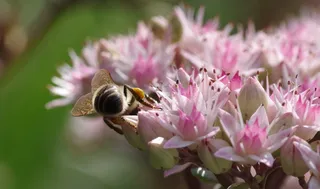蜜蜂，景天，花粉，蜜蜂，夏末