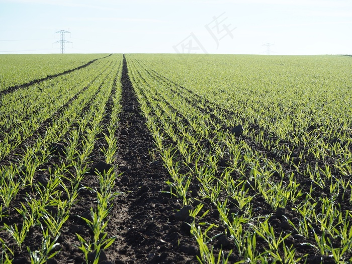 农业，小麦，马克，喷雾机轨道