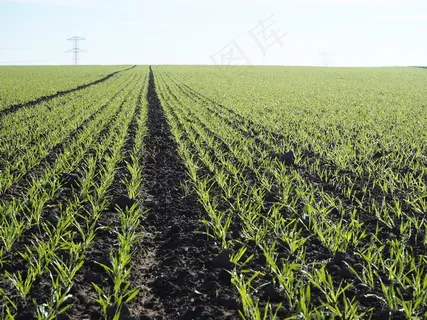 农业，小麦，马克，喷雾机轨道