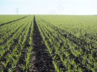 农业，小麦，马克，喷雾机轨道