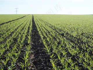 农业，小麦，马克，喷雾机轨道