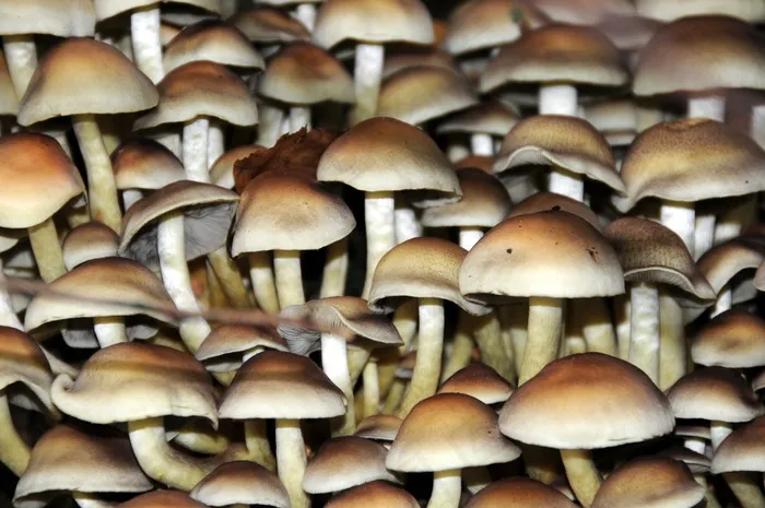 蘑菇，秋季，森林，屏风蘑菇