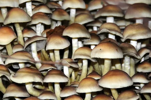 蘑菇,秋季,森林,屏风蘑菇 蘑菇,秋季,森林,屏风蘑菇