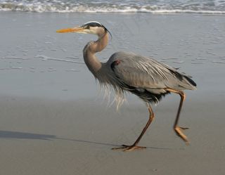 蓝鹭，伟大，海滩，散步，野生动物，鸟