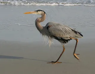 蓝鹭，伟大，海滩，散步，野生动物，鸟