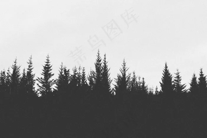 冰雪,雪松,云杉,山峦,天空,森林的黑白图像