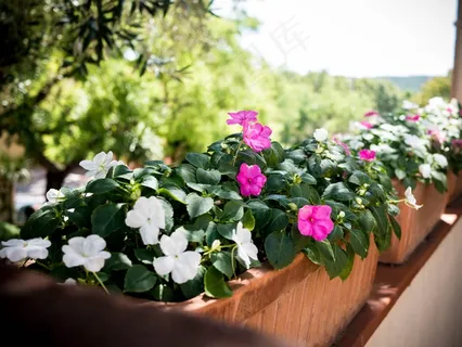 花,自然,夏天,植物,花的,花园,花瓣 花,自然,夏天,植物,花的,花园,花瓣