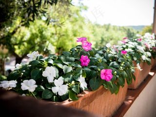 花，自然，夏天，植物，花的，花园，花瓣