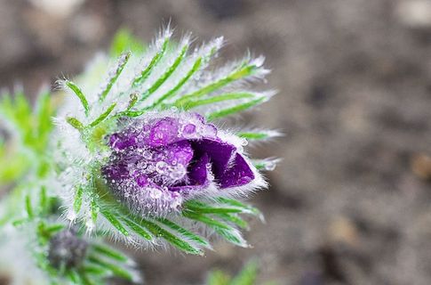 莉拉，花，性质，开花，花园，植物，绿色