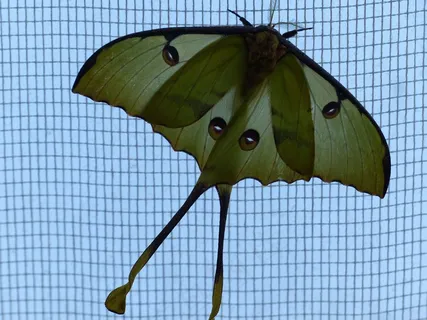 蛾，蝴蝶，大，斑点，点，眼睛