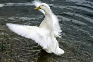 鸭，池塘，翅膀，羽毛，水机，湖泊风景，鸟飞，野生动物