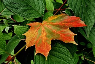 自然，叶子，秋季，克隆