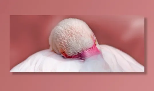 火烈鸟，粉红色，鸟，水禽，羽毛