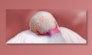 火烈鸟，粉红色，鸟，水禽，羽毛