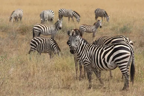斑马，动物，非洲