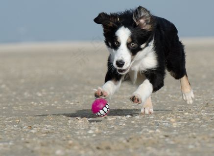 边境牧羊犬，Ball Junkie，狩猎球，牧羊犬，海滩