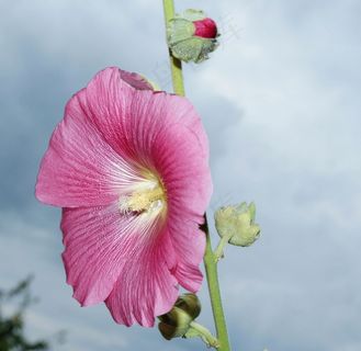 股票玫瑰，开花，绽放，股票玫瑰花园