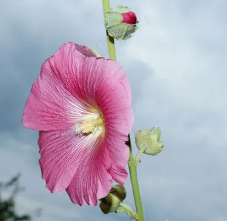 股票玫瑰,开花,绽放,股票玫瑰花园 股票玫瑰,开花,绽放,股票玫瑰花园