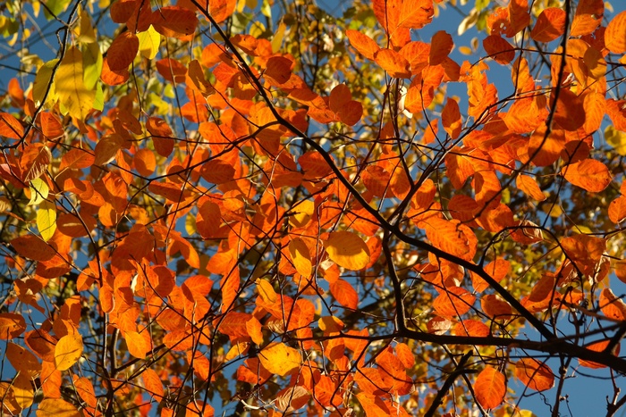 叶子，秋季，Amelanchier，橙色，红色，血红色