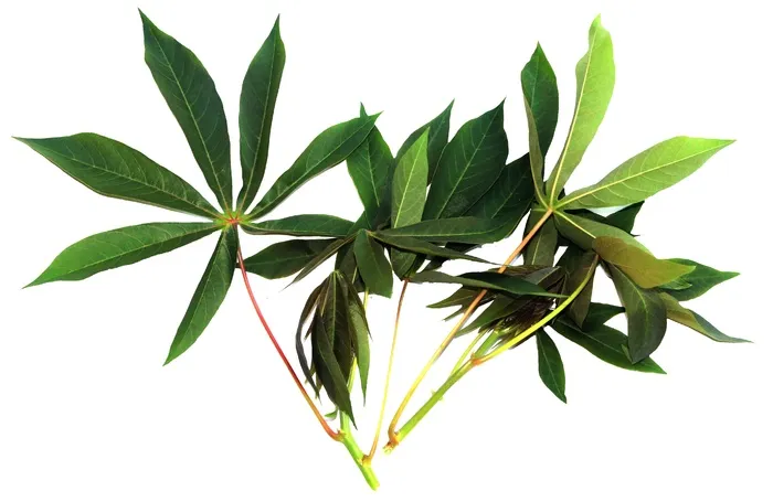木薯叶，蔬菜，食品