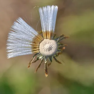 花,宏观,自然 花,宏观,自然
