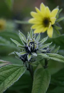 植物,向日葵,花卉,弗罗斯特,冬季,秋季,黄色 植物,向日葵,花卉,弗罗斯特,冬季,秋季,黄色